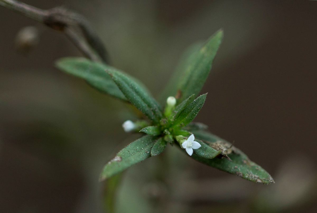 Oldenlandia corymbosa var. caespitosa