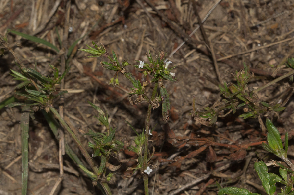 Oldenlandia corymbosa var. caespitosa