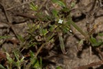 Oldenlandia corymbosa var. caespitosa