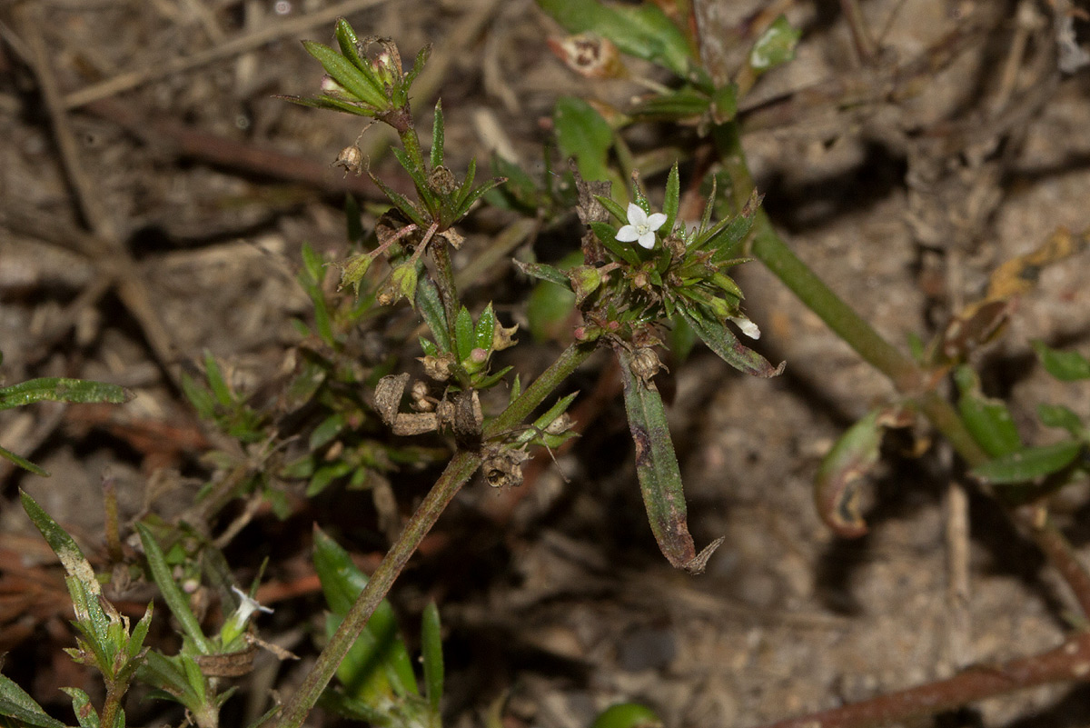 Oldenlandia corymbosa var. caespitosa