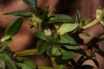 Oldenlandia goreensis var. goreensis