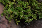 Oldenlandia goreensis var. goreensis