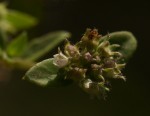 Oldenlandia goreensis var. goreensis
