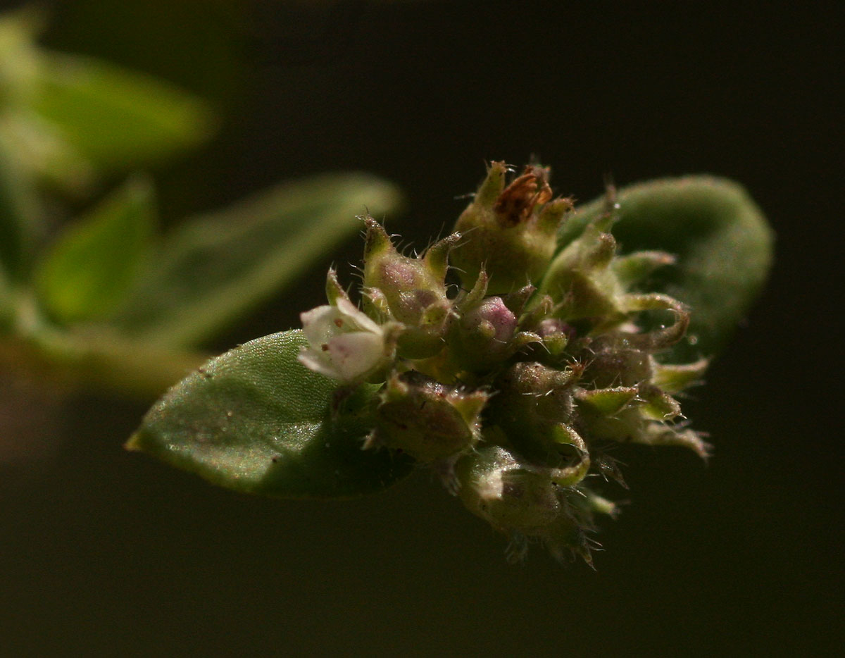 Oldenlandia goreensis var. goreensis