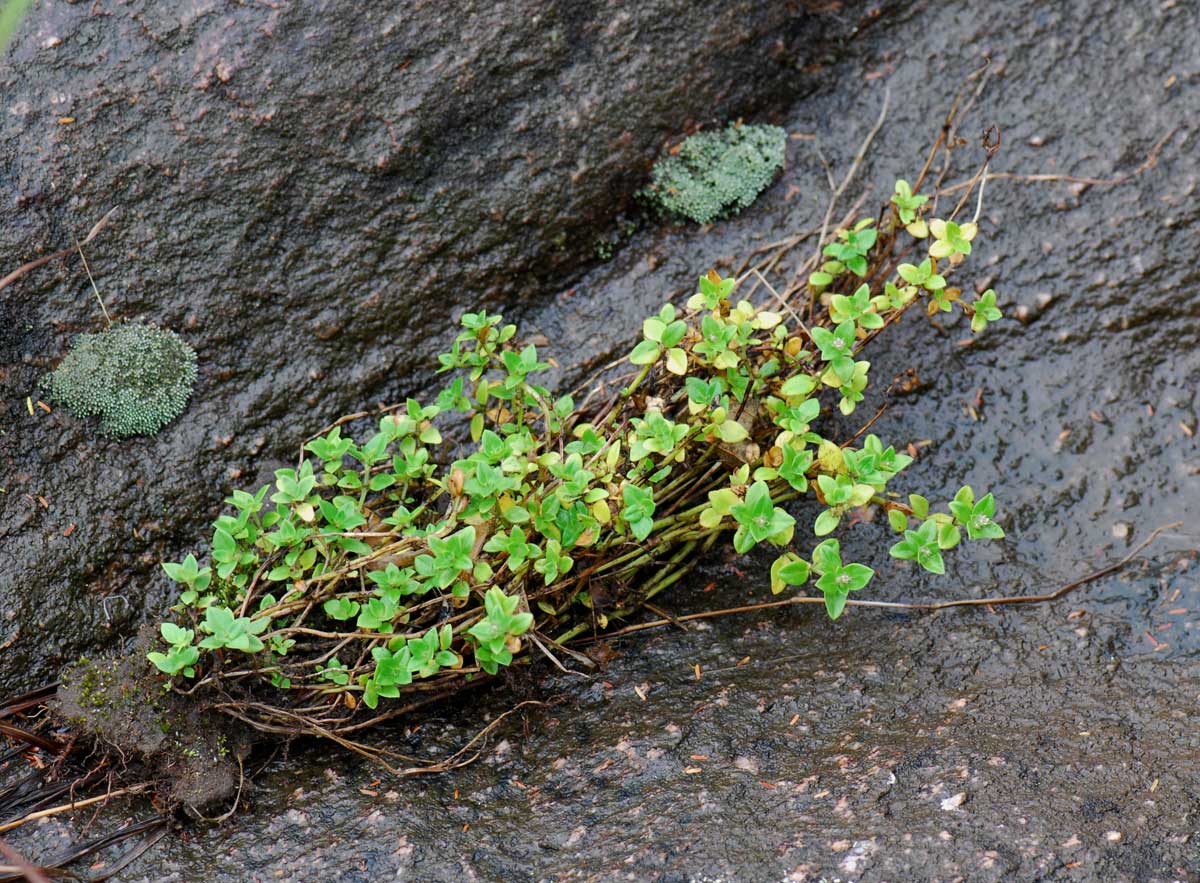 Oldenlandia goreensis var. goreensis
