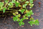 Oldenlandia goreensis var. goreensis