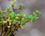 Oldenlandia goreensis var. goreensis