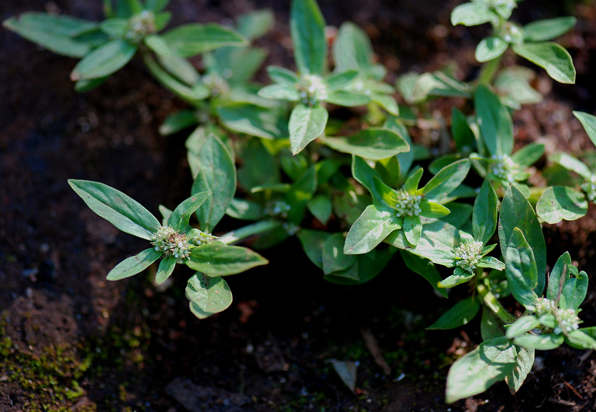 Oldenlandia goreensis var. trichocaula