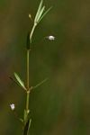 Oldenlandia lancifolia var. scabridula