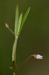 Oldenlandia lancifolia var. scabridula