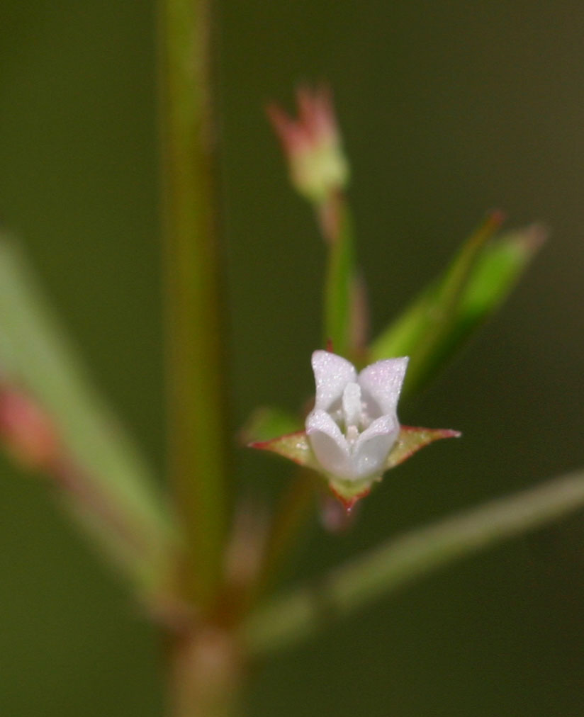 Oldenlandia lancifolia var. scabridula