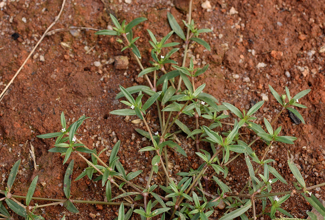 Oldenlandia lancifolia var. scabridula