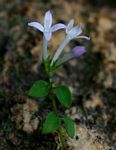 Oldenlandia rupicola var. rupicola