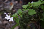 Oldenlandia rupicola var. rupicola