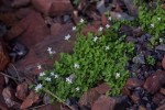 Oldenlandia rupicola var. rupicola