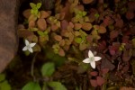 Oldenlandia rupicola var. rupicola