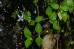 Oldenlandia rupicola var. rupicola