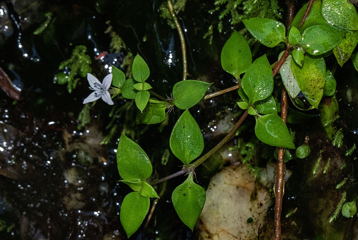 Oldenlandia rupicola var. rupicola