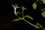 Oldenlandia rupicola var. rupicola