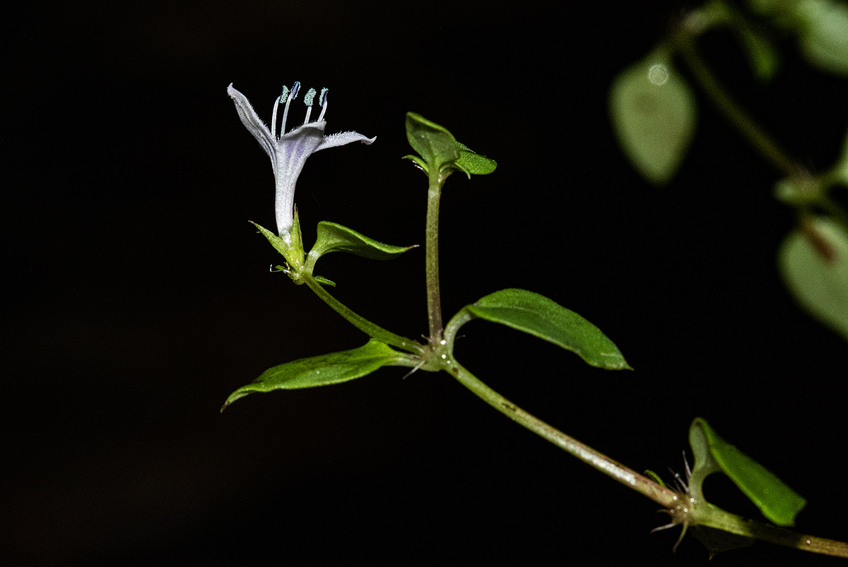 Oldenlandia rupicola var. rupicola