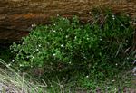 Oldenlandia rupicola var. rupicola