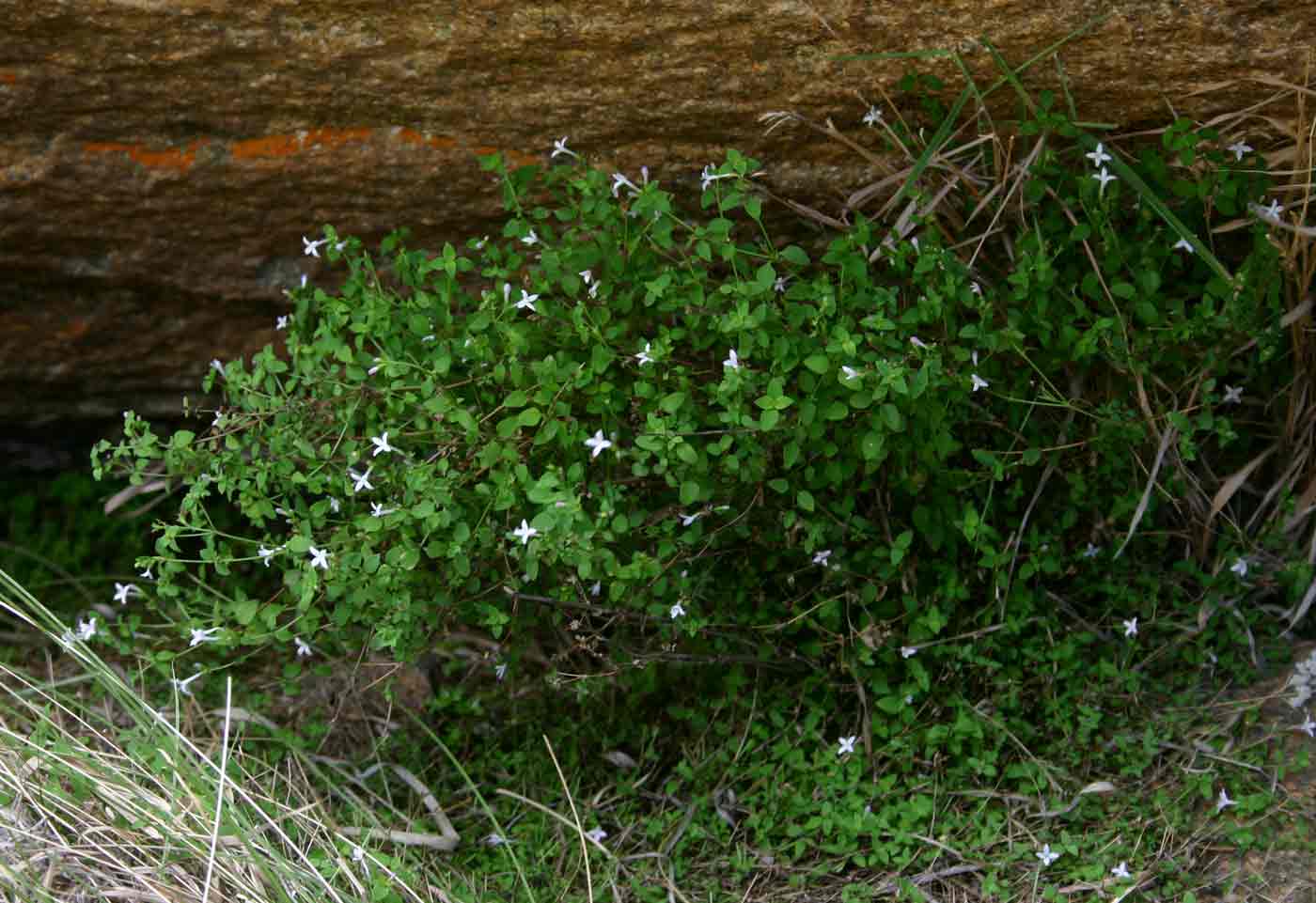 Oldenlandia rupicola var. rupicola
