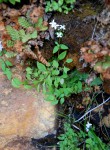 Oldenlandia rupicola var. rupicola