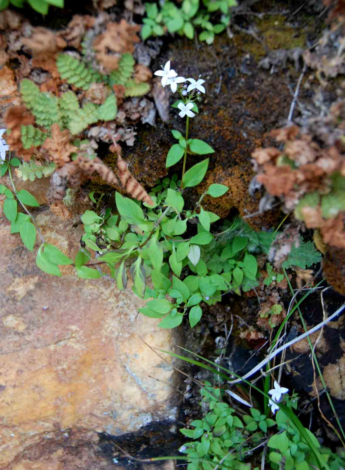 Oldenlandia rupicola var. rupicola