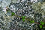 Oldenlandia rupicola var. rupicola