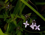 Oldenlandia rupicola var. rupicola