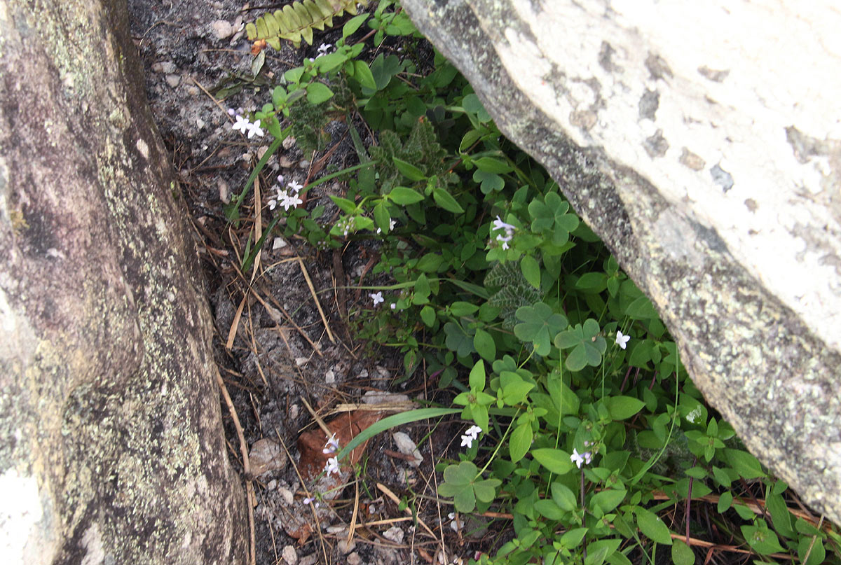Oldenlandia rupicola var. rupicola