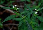 Pentas angustifolia