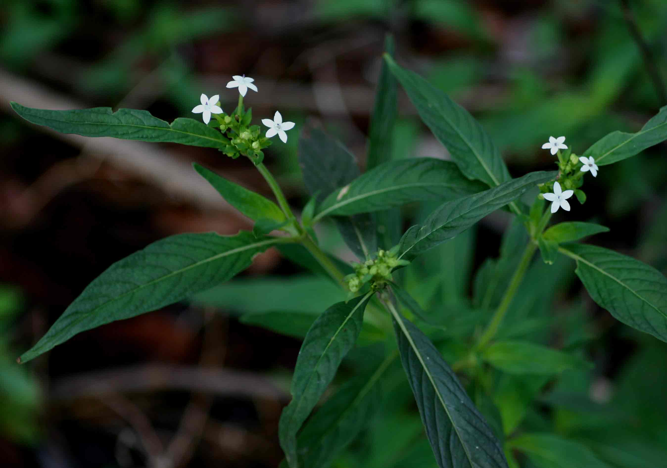Pentas angustifolia