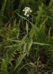 Pentas angustifolia