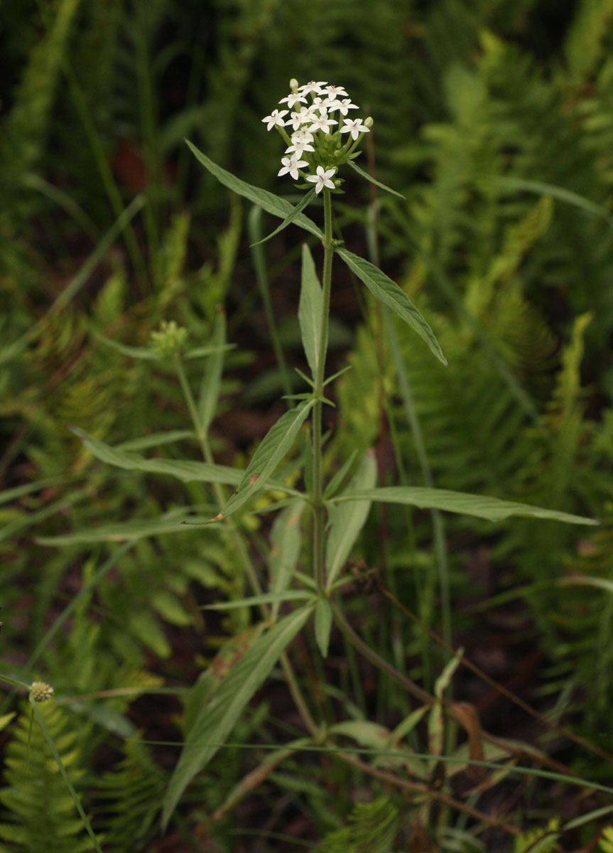 Pentas angustifolia