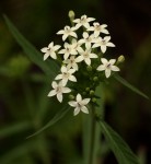Pentas angustifolia