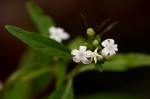 Pentas angustifolia