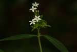 Pentas angustifolia
