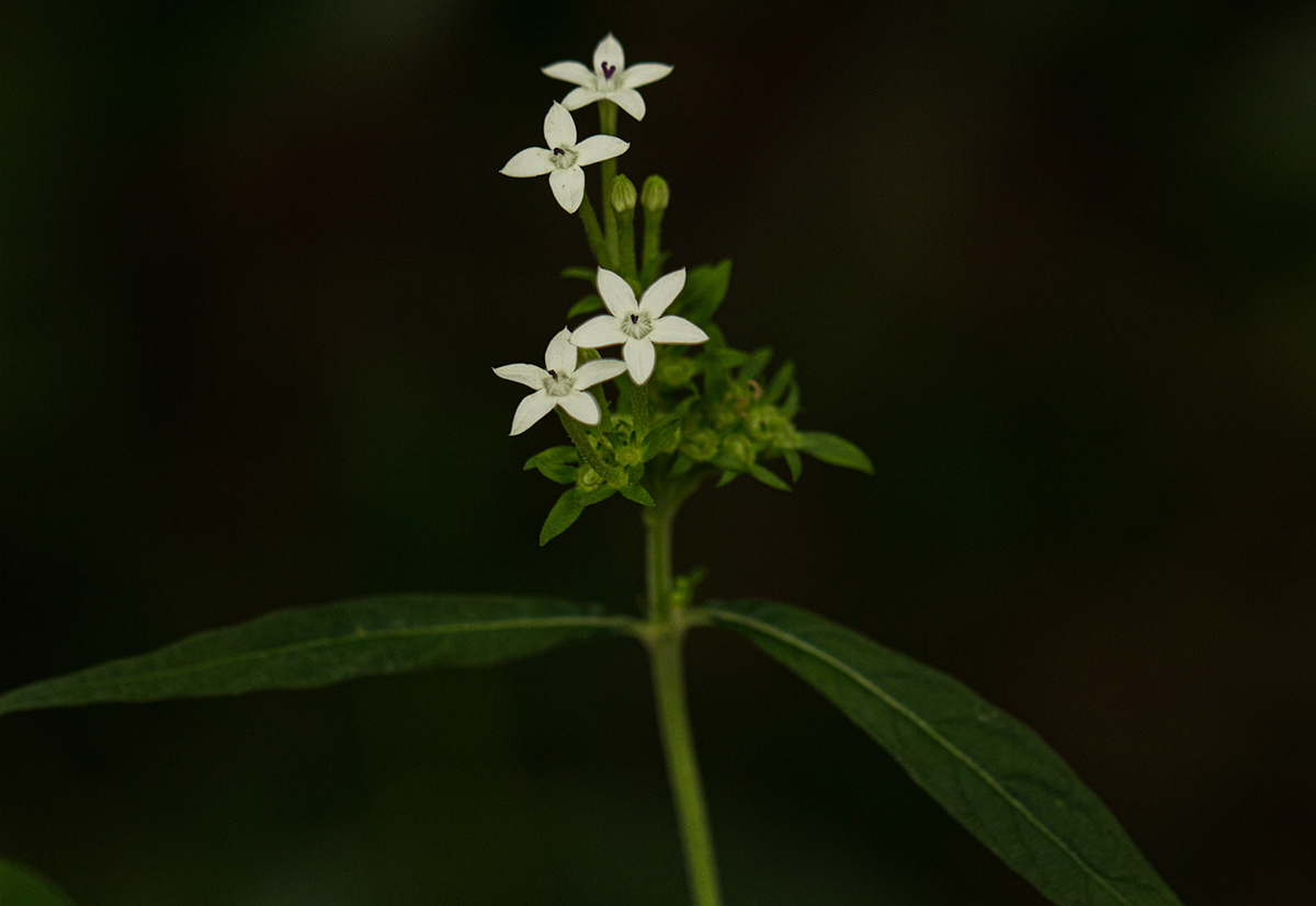 Pentas angustifolia
