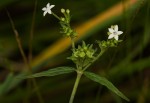 Pentas angustifolia