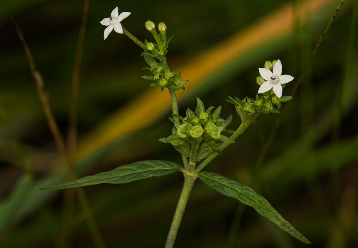 Pentas angustifolia