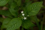 Pentas micrantha subsp. wyliei