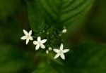 Pentas micrantha subsp. wyliei