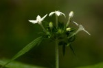 Pentas micrantha subsp. wyliei