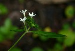 Pentas micrantha subsp. wyliei