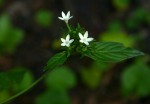 Pentas micrantha subsp. wyliei
