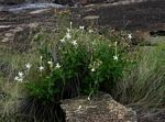 Pentas nobilis