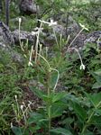 Pentas nobilis