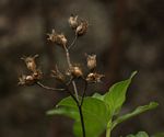 Pentas nobilis