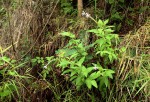Pentas nobilis